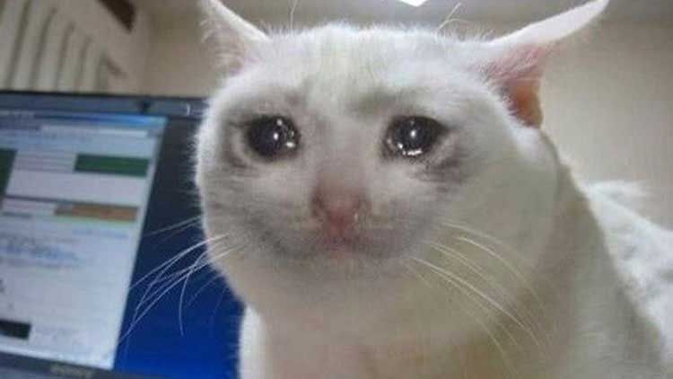 cat-crying-near-a-computer