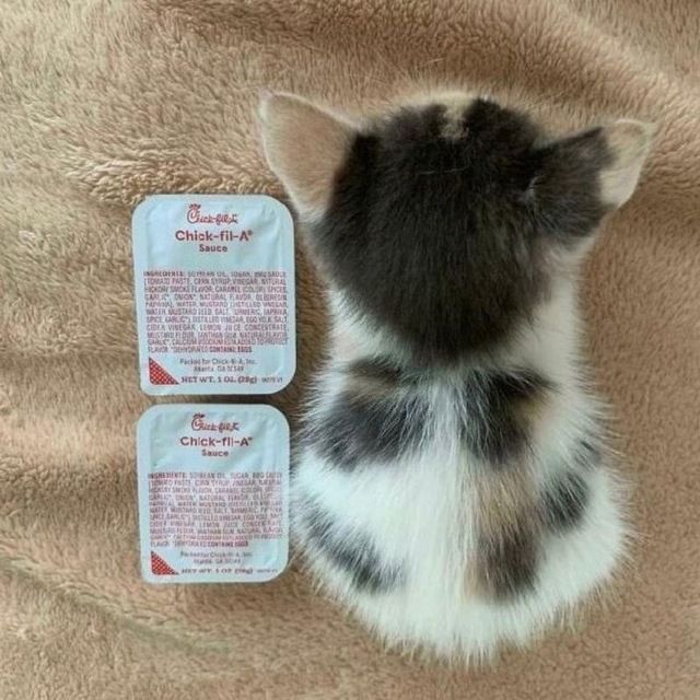 really-small-cat