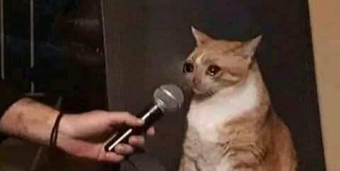 sad-cat-talking-to-a-microphone